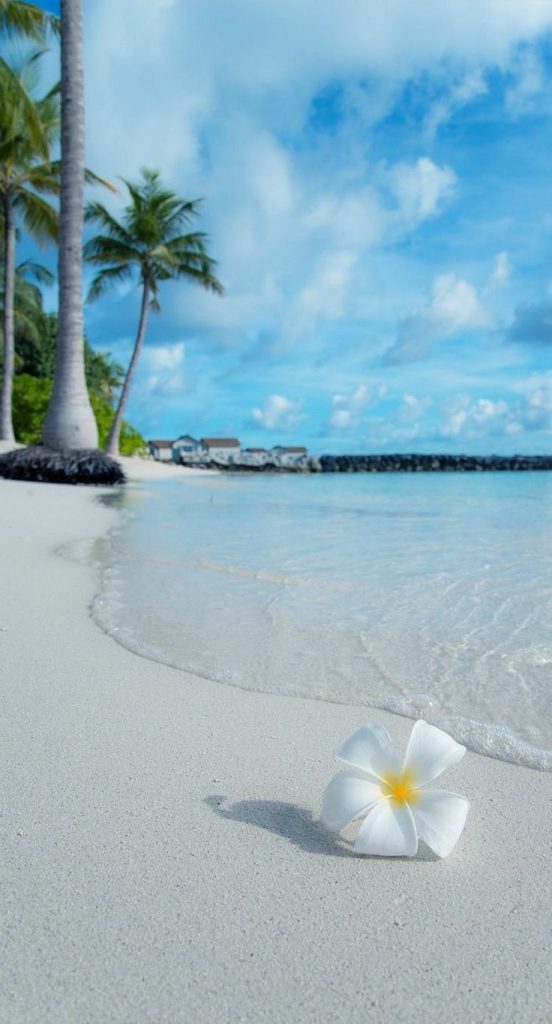 رمزيات ورد وبحر 4