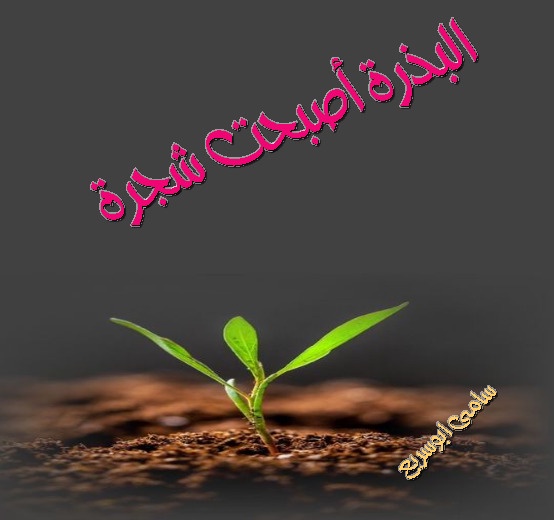 البذرة أصبحت شجرة