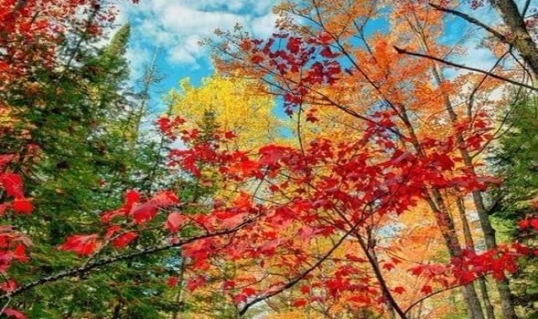 مدينة هامبورغ الألمانية لعشّاق الطبيعة ومحبّي المساحات الخضراء