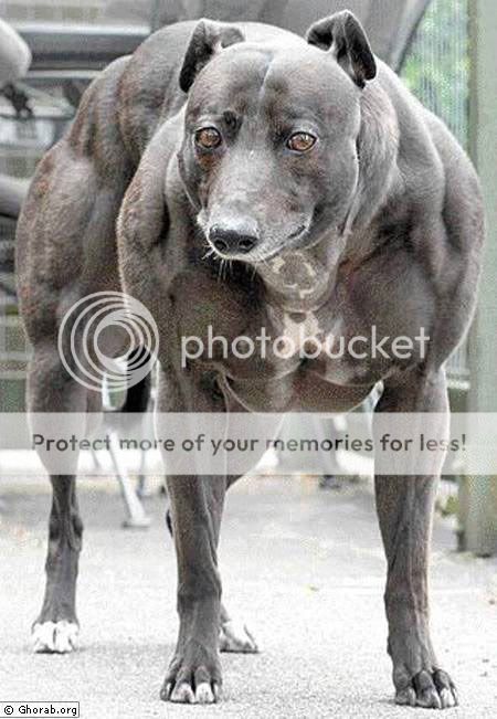 Strongest_Dog.jpg