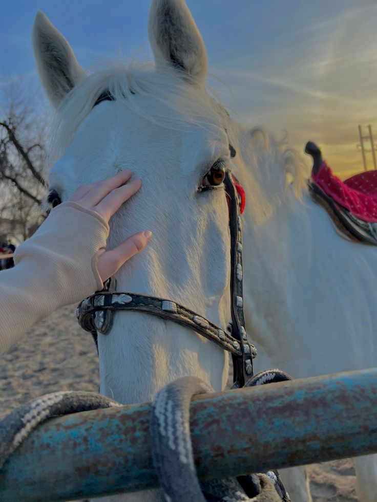 صور خيل وبنت 1