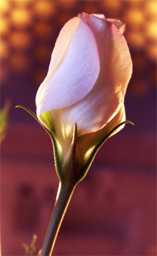 flower_by_CorporateReject.jpg