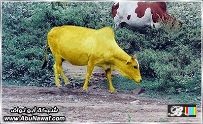 pic1.gif